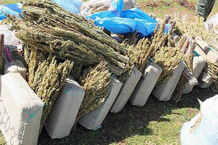 وزان .. حجز ستة أطنان و 600 كلغ من مخدر ورق الكيف وأربع كلغ من الحشيش