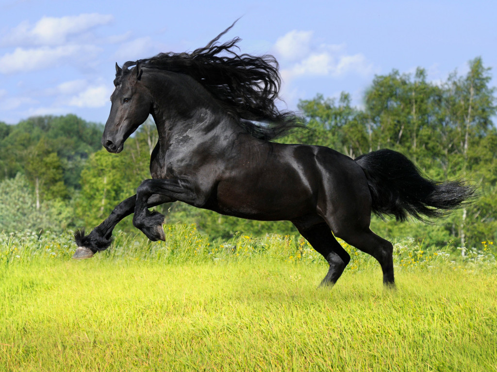 هل تعلم ماصفات سيد الخيل ؟
