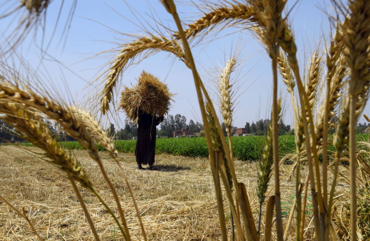 الحكومة تصادق على مشروع مرسوم بتغيير مقدار رسم الاستيراد المطبق على القمح الطري ومشتقاته