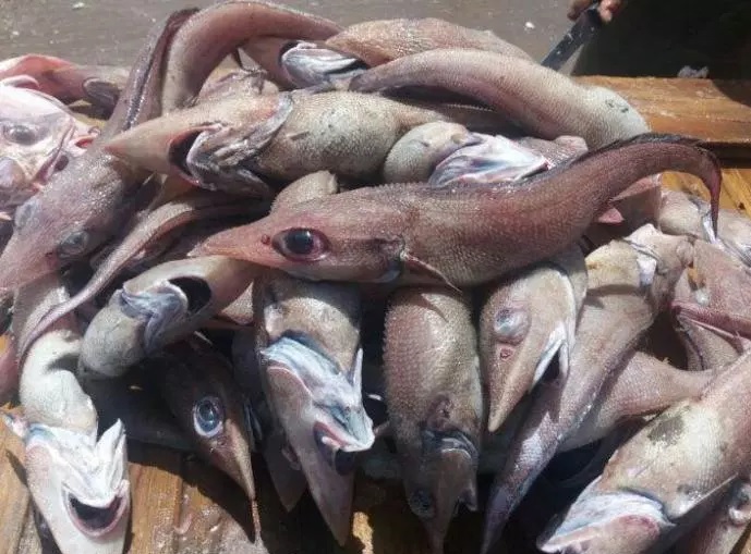 سمك الرابوز “يحتل” سواحل المغرب