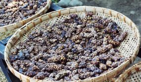 luwak coffee bean