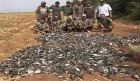 بعد قنص 1400 يمامة ضواحي مراكش وزارة الفلاحة تعفي مسؤولين