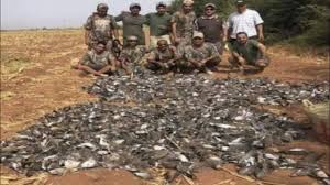 بعد قنص 1400 يمامة ضواحي مراكش وزارة الفلاحة تعفي مسؤولين