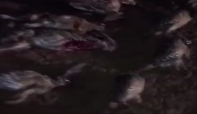 مجزرة أخرى ترتكب في حق الثروة الحيوانية بالمغرب.. و«بطلها» كالعادة خليجي (فيديو)