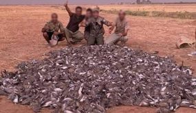 حجز بنادق لدى مغاربة برفقة خليجيين كانوا في رحلة قنص بضواحي تارودانت