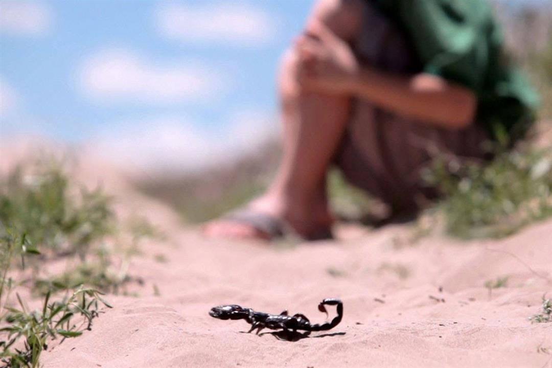 مؤلم. صدمة في بوشان بعد وفاة طفلة بلدغة عقرب لعدم توفر مصل مضاد للسموم