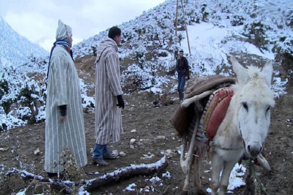 نشرة خاصة. أمطار محليا قوية وأحيانا رعدية وتساقطات ثلجية في عدد من أقاليم المملكة