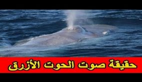 أصوات مفزعة في البحر و”الحوت الأزرق” يتصدر (تويتر) (فيديو)