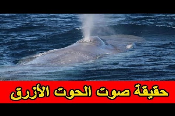 أصوات مفزعة في البحر و”الحوت الأزرق” يتصدر (تويتر) (فيديو)