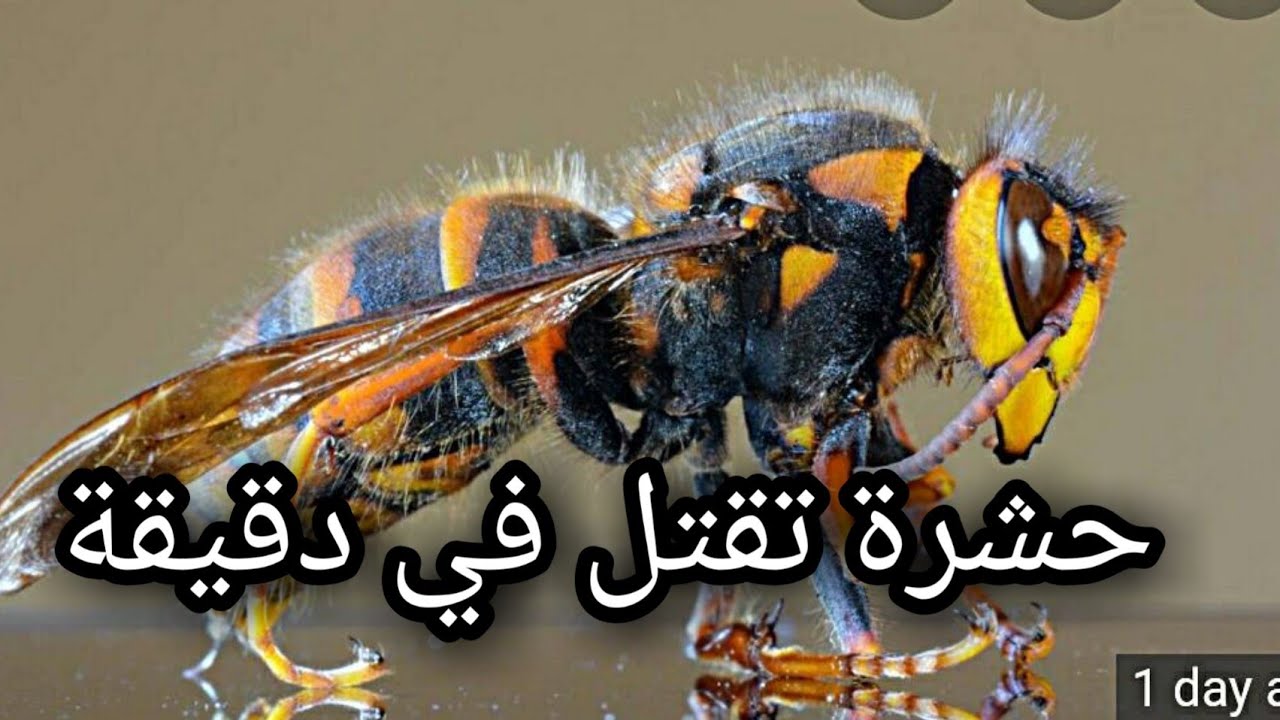 بعد كورونا .. ” الدبور الآسيوي العملاق ” يجتاح دولا عديدة من بينها أمريكا له لسعة و سم كالحية