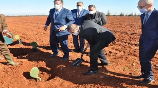 أخنوش يتفقد مشروع زراعة الصبار المقاوم للحشرة القرمزية بإقليم قلعة السراغنة