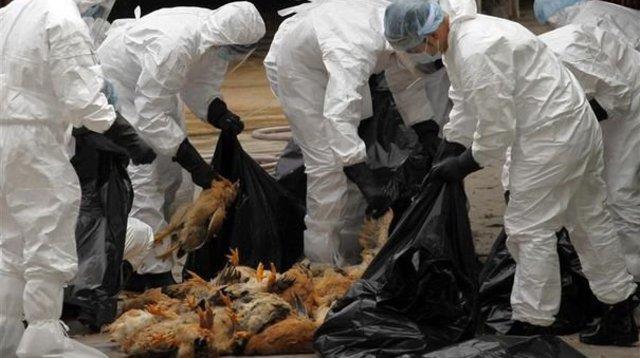 روسيا تعلن رصد أول إصابة بشرية بانفلونزا الطيور “إتش5إن8”