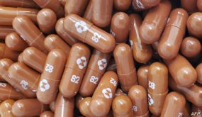 (FILES) This handout photo obtained May 26, 2021, courtesy of Pharmaceutical company Merck shows capsules of the experimental antiviral drug Molnupiravir. - Merck said on October 1, 2021, it will seek authorization in the US for molnupiravir for Covid-19, after the pill showed "compelling results" in a clinical trial. The experimental drug, significantly reduced the risk of hospitalization or death when administered to high-risk patients early in the disease, Merck and its partner Ridgeback Biotherapeutics said in a statement. (Photo by Handout / Merck & Co,Inc. / AFP) / RESTRICTED TO EDITORIAL USE - MANDATORY CREDIT "AFP PHOTO /Merck & Co,Inc./HANDOUT" - NO MARKETING - NO ADVERTISING CAMPAIGNS - DISTRIBUTED AS A SERVICE TO CLIENTS