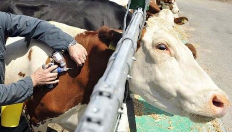 إطلاق حملة وطنية لتلقيح الأبقار