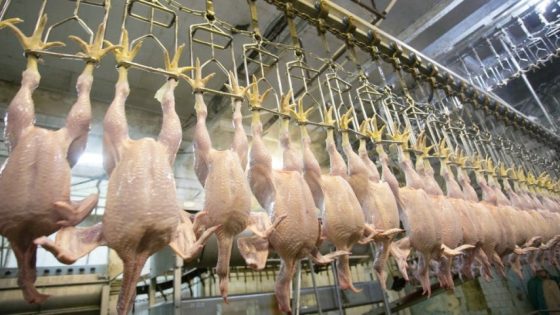 مهنيون يطالبون بتحسين ظروف ذبح الدجاج