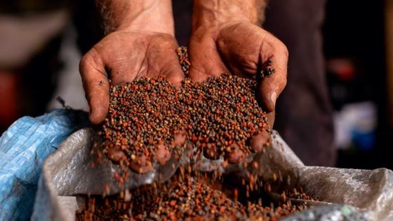 كلميم-وادنون: توزيع 180 قنطار من البذور المختارة خلال الموسم الفلاحي 2025-2026