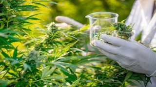 شفشاون: تعاونية (BIO CANNAT) تجري أولى اختبارات استخلاص زيت القنب الهندي الكانابيديول