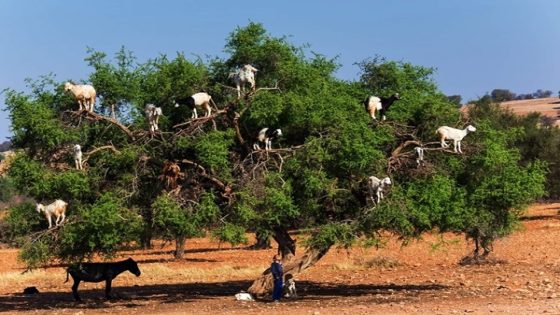 الصويرة.. انعقاد الملتقى الجهوي الأول لمربي ماعز الأركان