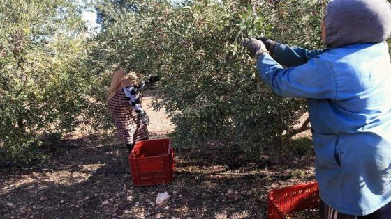 قطاع الزيتون.. محرك أساسي للتنمية السوسيو – اقتصادية بإقليم صفرو
