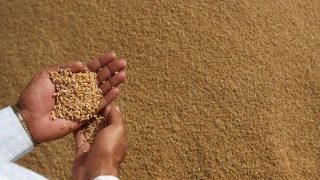 المكتب الوطني المهني للحبوب والقطاني .. إحداث آلية لدعم تخزين القمح اللين