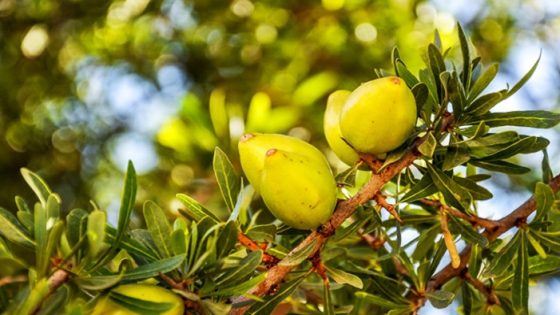 أكادير.. تخليد اليوم العالمي لشجرة الأركان