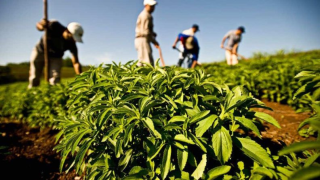 بني ملال.. تأثير إيجابي لأمطار الخير على الزراعات الربيعية