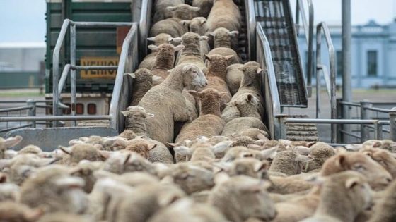تسجيل طلبات استيراد الأغنام إلى غاية هذا التاريخ