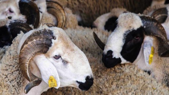 صديقي: ترقيم حوالي مليوني رأس من الأغنام استعدادا لعيد الأضحى