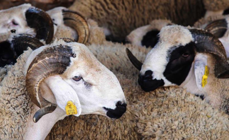 الدار البيضاء-سطات.. حوالي مليون رأس من الأغنام والماعز موجهة للذبح بمناسبة عيد الأضحى