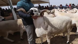هل سيظهر الشناقة في إسبانيا؟