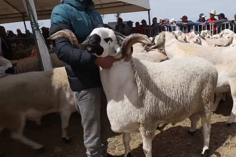 هل سيظهر الشناقة في إسبانيا؟