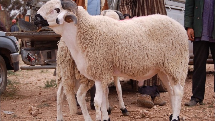 عيد الأضحى.. تمظهرات جديدة في أشكال الاحتفال للتكيف مع تحولات المجتمع