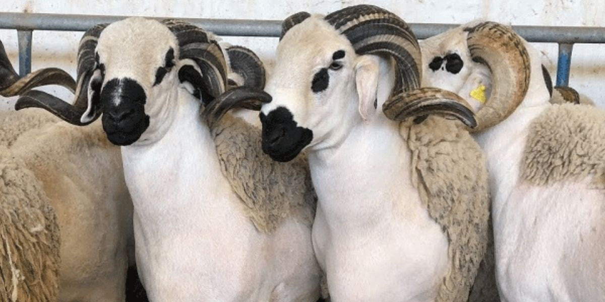 قبيل الاحتفاء بعيد الأضحى المبارك، إقبال متزايد على اقتناء الأضاحي بمدينتي الرباط وسلا