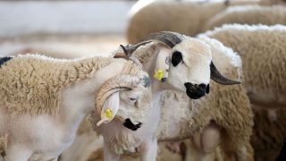 عيد الأضحى.. البواري: إحصاء حوالي 565 سوقا لبيع الماشية وتهيئة 35 سوقا مؤقتا بهدف تعزيز نقاط البيع