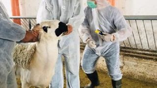 عيد الأضحى: تكثيف المراقبة البيطرية بجهة الرباط – سلا – القنيطرة