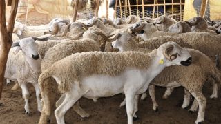 سوق الأغنام، المعادلة المتداخلة لاختيار أضحية العيد