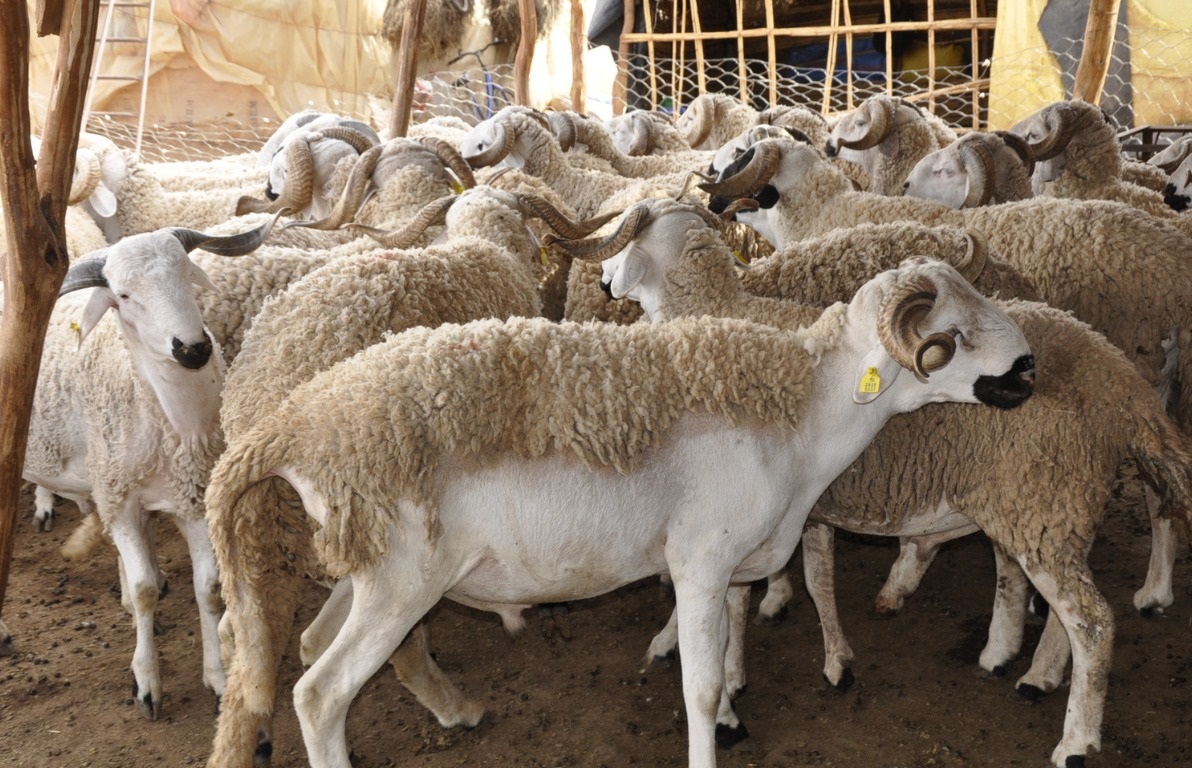 سوق الأغنام، المعادلة المتداخلة لاختيار أضحية العيد