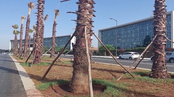 تجديد كلي لشارع الزرقطوني بقيمة 112 مليون درهم..وداعا لزراعة النخيل الذي شوه صورة المدينة و ملأ جيوب اللوبيات بالملايير