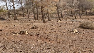 كارثة بيئية تهدد الثروة الوحيشية و الغابوية بجبل حيان بوجدة..الجفاف والرعي الجائر و قطع الأشجار