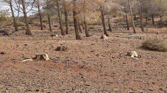 كارثة بيئية تهدد الثروة الوحيشية و الغابوية بجبل حيان بوجدة..الجفاف والرعي الجائر و قطع الأشجار