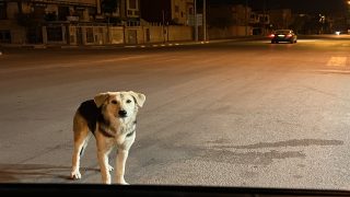 كلاب حاضرة تجوب الشوارع و منتخبون مغيبون في غياهب الصراع و المصالح ..”داء السعار” يهدد الوجديين و مطالب بالتدخل العاجل-صور+فيديو