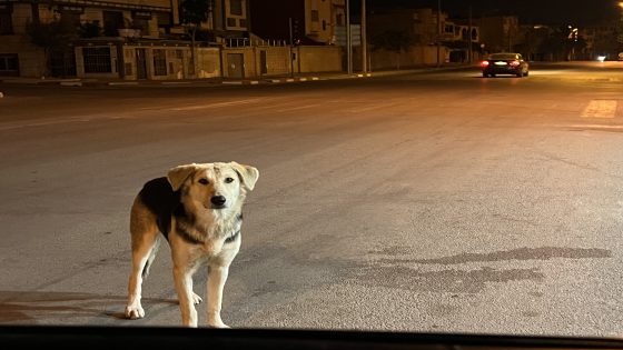 كلاب حاضرة تجوب الشوارع و منتخبون مغيبون في غياهب الصراع و المصالح ..”داء السعار” يهدد الوجديين و مطالب بالتدخل العاجل-صور+فيديو