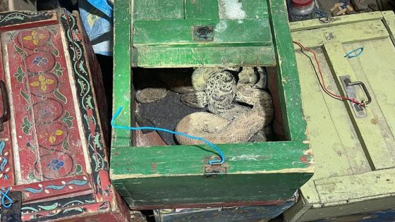 حجز مجموعة من الحيوانات البرية والزواحف كانت موجهة للبيع بشكل غير مشروع في كل من الناظور ومراكش (صور)