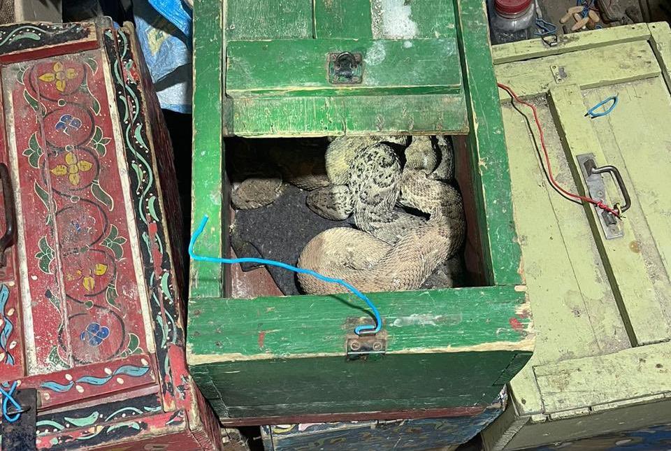حجز مجموعة من الحيوانات البرية والزواحف كانت موجهة للبيع بشكل غير مشروع في كل من الناظور ومراكش (صور)