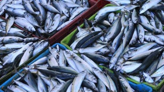 تعزيز التعاون في مجال الصيد البحري محور مباحثات مغربية-موريتانية