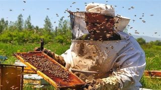 النجاح في التصدي لمحاولة تخفيض الرسوم على استيراد العسل يحمي قطاع تربية النحل بالمغرب