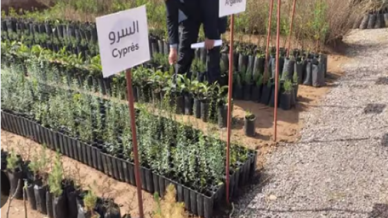 درس للدولة والمجتمع ..جمعية تغرس 350الف شجرة بالداخلة