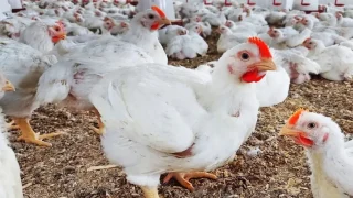بلغ 30 درهما للكيلوغرام الواحد.. ارتفاع أسعار الدواجن واللحوم يثير تساؤلات النواب ويدفع الحكومة لبحث حلول عاجلة