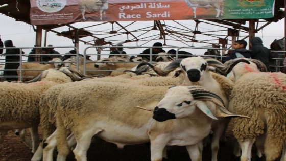 اختتام عملية انتقاء ووشم سلالة الصردي بإقليم سطات