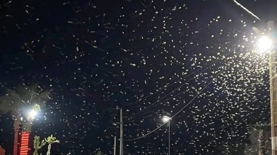 جماعة أملن بدائرة تافراوت تنفي وصول الجراد الصحراوي إلى ترابها
